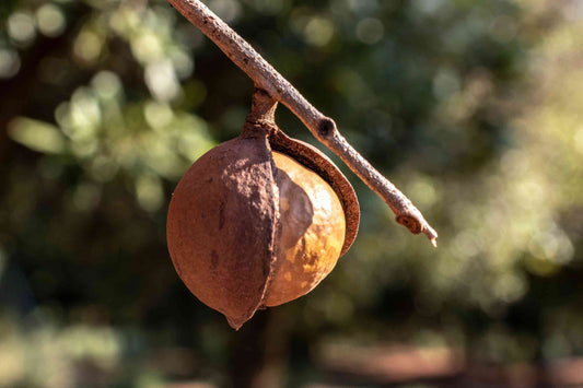 5 Reasons Why Macadamia Oil is Your New Beard Secret (and Why Almond Oil is a Bit Outdated)