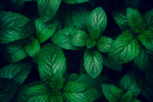 The Benefits of Mint in Hair Care