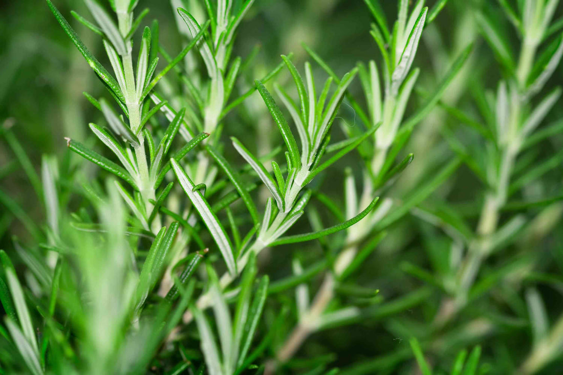 Rosemary in Hair Care