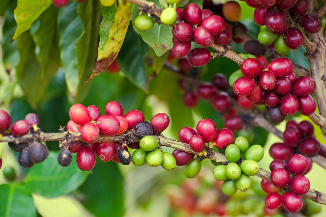 Coffea Arabica Seed Oil: The Hidden Gem in Hair Care